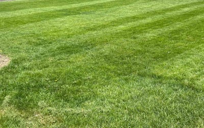 Photo of Diane M.'s yard after getting lawn care in Morristown, NJ