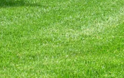 Photo of Nicole B.'s yard after getting lawn care in New Milford, CT