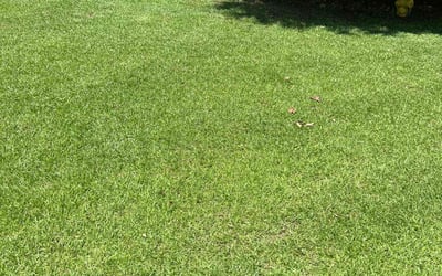 Photo of Kathy L.'s yard after getting lawn care in Crawfordville, FL