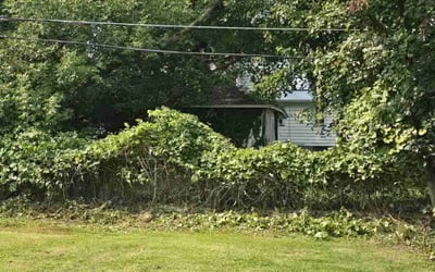 Photo of Larry L.'s yard after getting tree care in Apache Junction, AZ