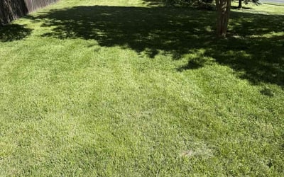 Photo of Teri S.'s yard after getting lawn care in Newark, NJ