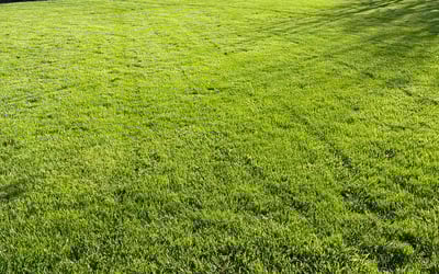 Photo of Del G.'s yard after getting lawn care in Aurora, IL