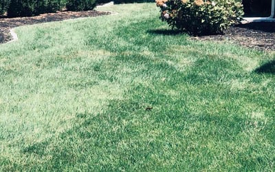 Photo of Nadine W.'s yard after getting lawn care in Williamsburg, VA