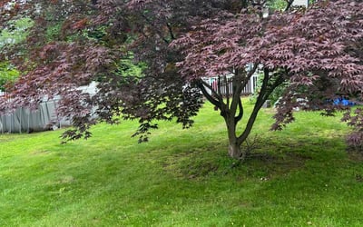 Photo of Danelle B.'s yard after getting lawn care in Longview, TX