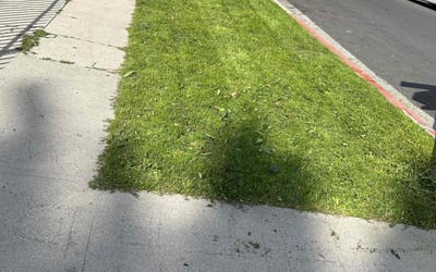 Photo of Monique A.'s yard after getting lawn care in Glendale, CA