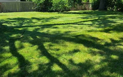 Photo of David U.'s yard after getting lawn care in Woodstock, IL