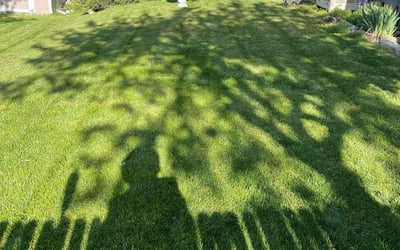 Photo of Nathaly A.'s yard after getting lawn care in Lone Tree, CO