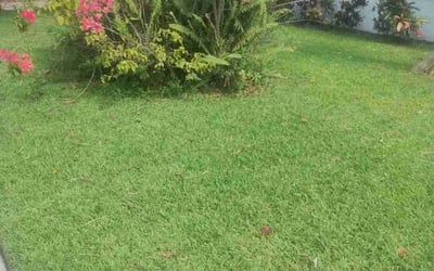 Photo of Linda B.'s yard after getting lawn care in West Palm Beach, FL