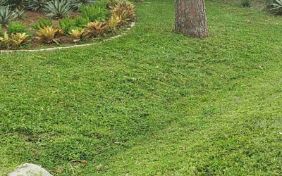Photo of Alexandria C.'s yard after getting lawn care in Nokomis, FL