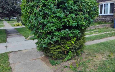 Photo of Michael L.'s yard after getting tree care in Papillion, NE
