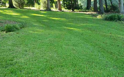 Photo of Elizabeth G.'s yard after getting lawn care in Woodruff, SC