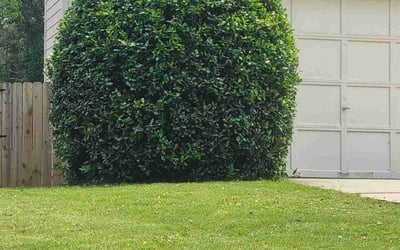 Photo of Alyssa B.'s yard after getting lawn care in Lees Summit, MO