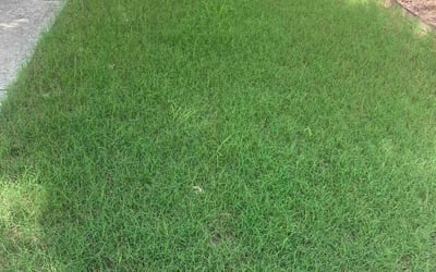 Photo of Cammie M.'s yard after getting lawn care in Bremen, GA