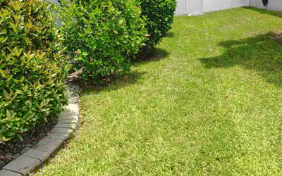 Photo of Joan T.'s yard after getting lawn care in Dearborn Heights, MI