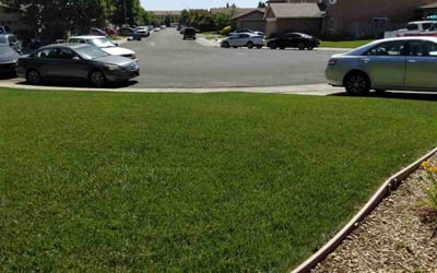 Photo of Sara H.'s yard after getting lawn care in Benicia, CA