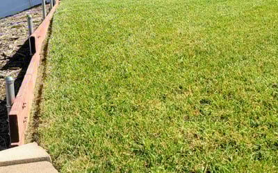 Photo of Pat D.'s yard after getting lawn care in Barstow, CA