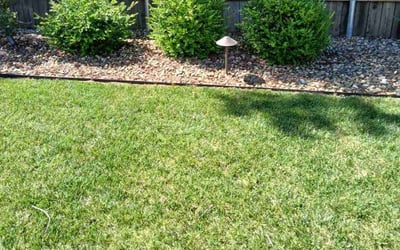 Photo of Lynn K.'s yard after getting lawn care in Davis, CA