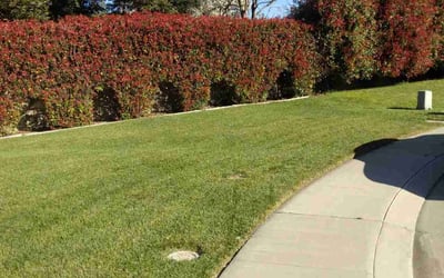 Photo of John B.'s yard after getting lawn care in Benicia, CA