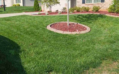 Photo of Vanessa C.'s yard after getting lawn care in Madison, NC