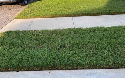 Photo of phillip C.'s yard after getting lawn care in Lutz, FL