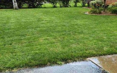Photo of Nicholls C.'s yard after getting lawn care in Fort Worth, TX