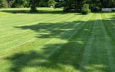 Photo of Elizabeth N.'s yard after getting lawn care in Anaheim, CA