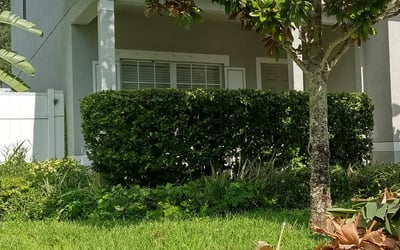 Photo of Kaitlin W.'s yard after getting tree care in La Porte, TX