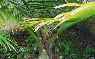 Photo of Carrie F.'s yard after getting tree care in Fort Collins, CO