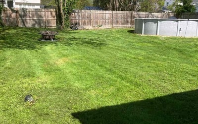 Photo of Kathryn M.'s yard after getting lawn care in Camden, NJ