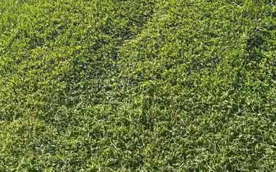 Photo of John L.'s yard after getting lawn care in Canton, MI