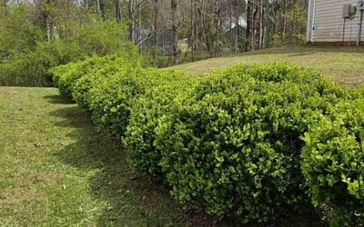 Photo of Vinay V.'s yard after getting lawn care in Lexington, MA
