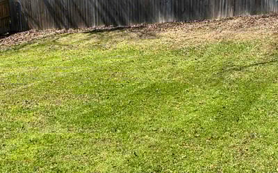 Photo of Vanessa C.'s yard after getting lawn care in Chula Vista, CA