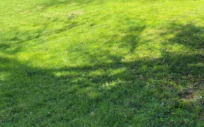 Photo of Erica W.'s yard after getting lawn care in Oxford, OH