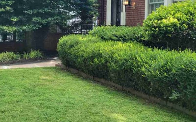 Photo of Lori G.'s yard after getting lawn care in Aylett, VA