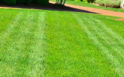 Photo of Lea D.'s yard after getting lawn care in Florence, AL