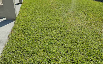 Photo of Nicholas C.'s yard after getting lawn care in Riverview, FL