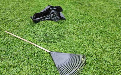 Photo of Sebastian F.'s yard after getting lawn care in Tucson, AZ