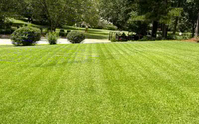 Photo of Jared M.'s yard after getting lawn care in Evans, GA