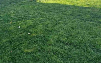 Photo of Jeremiah K.'s yard after getting lawn care in Layton, UT