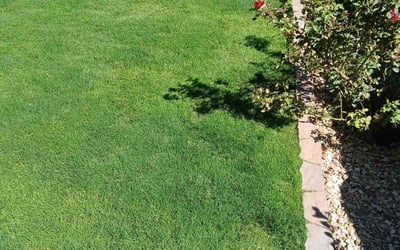 Photo of Youlika C.'s yard after getting lawn care in Hammond, LA