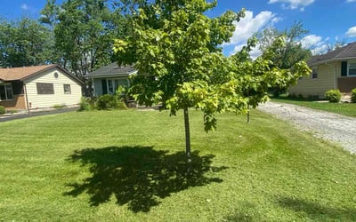 Photo of Mary Anne J.'s yard after getting lawn care in Crete, IL