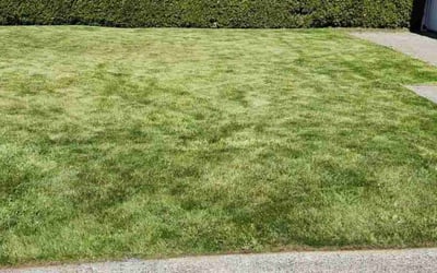 Photo of Katrina J.'s yard after getting lawn care in Federal Way, WA