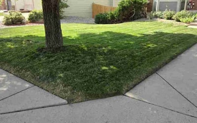 Photo of Jeff R.'s yard after getting lawn care in Black Forest, CO