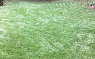 Photo of Amanda C.'s yard after getting lawn care in Lilburn, GA