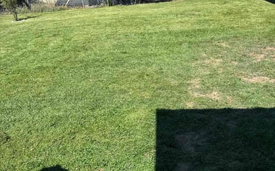 Photo of Patryce W.'s yard after getting lawn care in Hazel Crest, IL