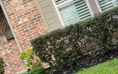 Photo of Umair F.'s yard after getting lawn care in Lafayette, CO