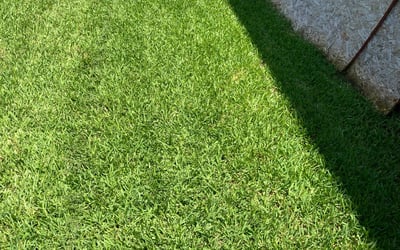 Photo of Sagar B.'s yard after getting tree care in Lindale, TX