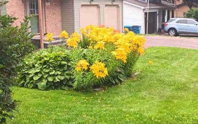 Photo of Mona H.'s yard after getting lawn care in Forest Lake, MN
