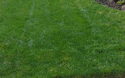 Photo of Ariel T.'s yard after getting lawn care in Chantilly, VA