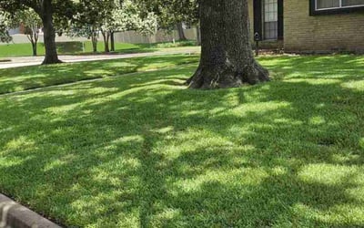 Photo of Robert M.'s yard after getting lawn care in Stanley, NC